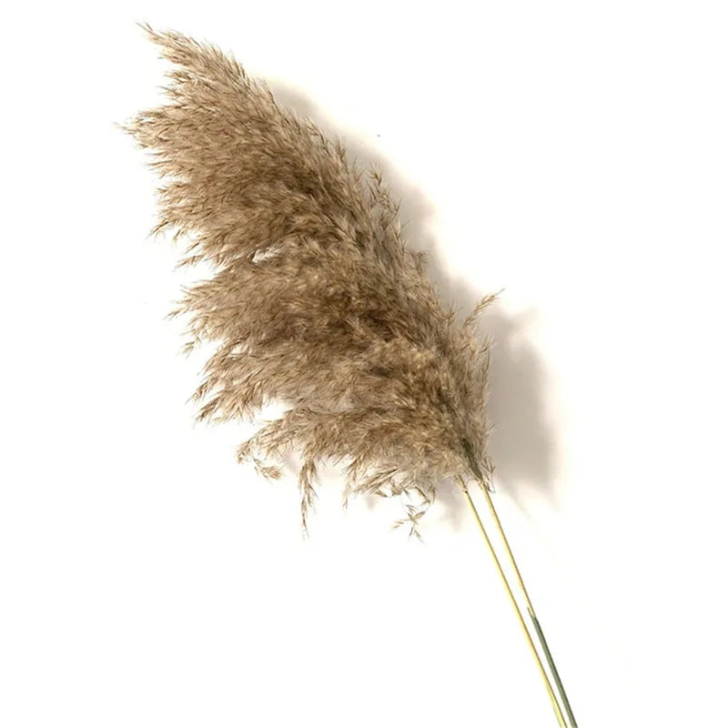 Dried Pampas Grass Home Decor Plant