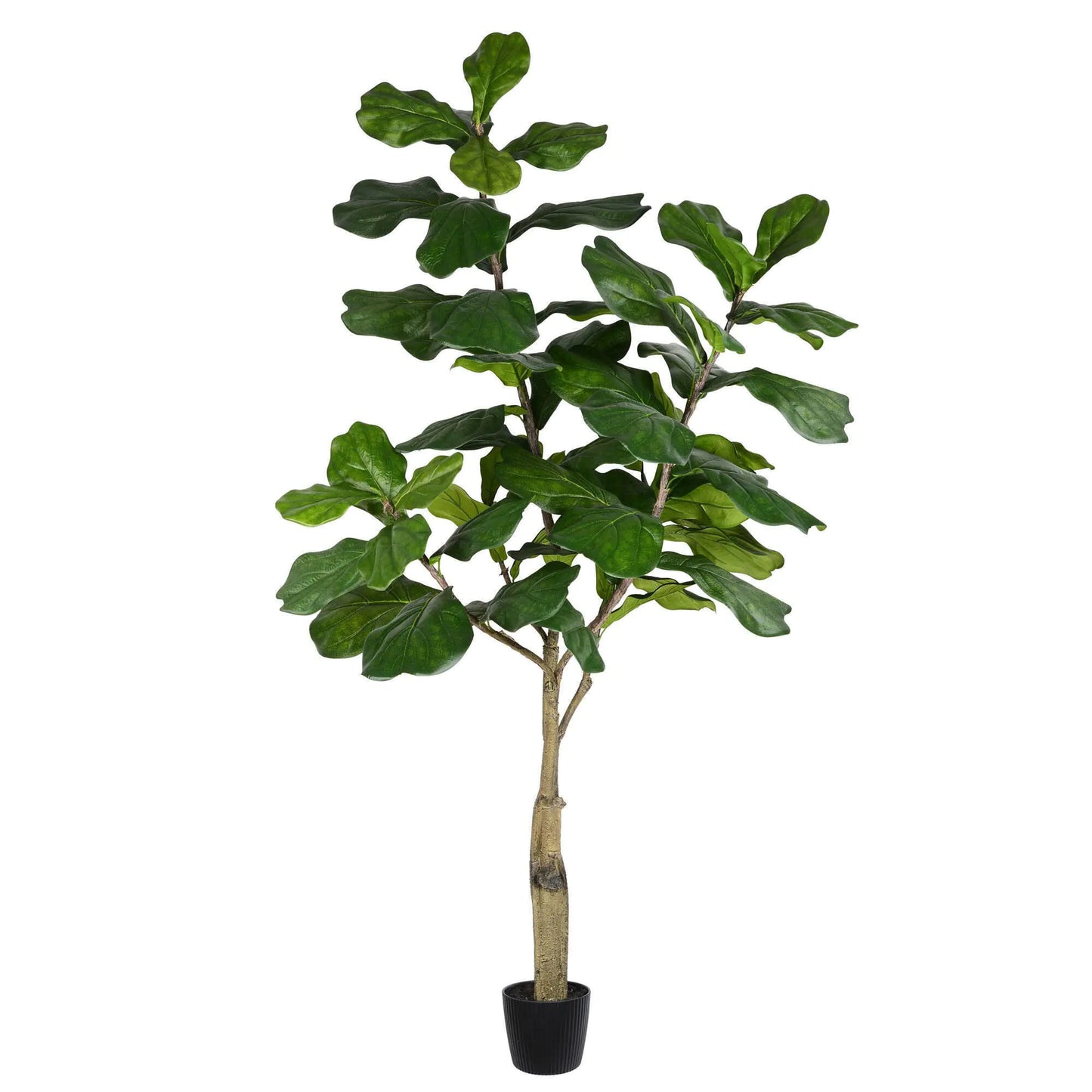 Vickerman 6ft Artificial Potted Fiddle Tree - 65 Large Fiddle Leaves - Tall - Green Silk Artificial Indoor Fiddle Plant - Single Stem - Home Office Decor - Faux Tree for Living Room