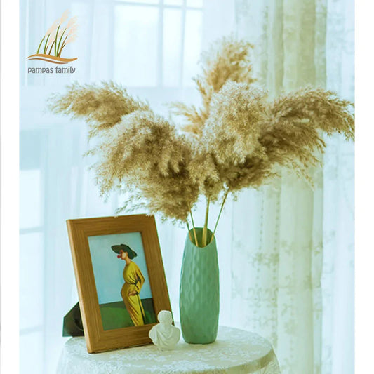 Dried Pampas Grass Home Decor Plant